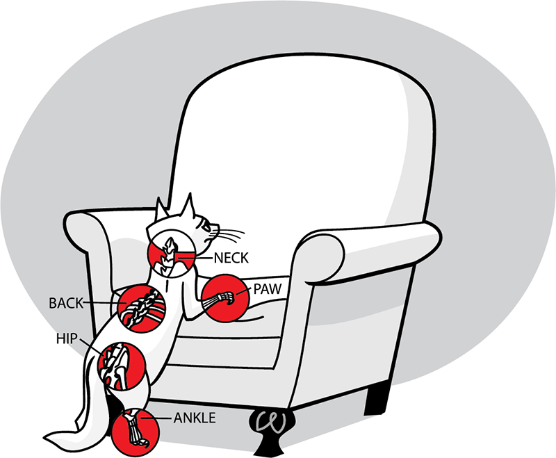 Cat climbing onto recliner with pain points highlighted.