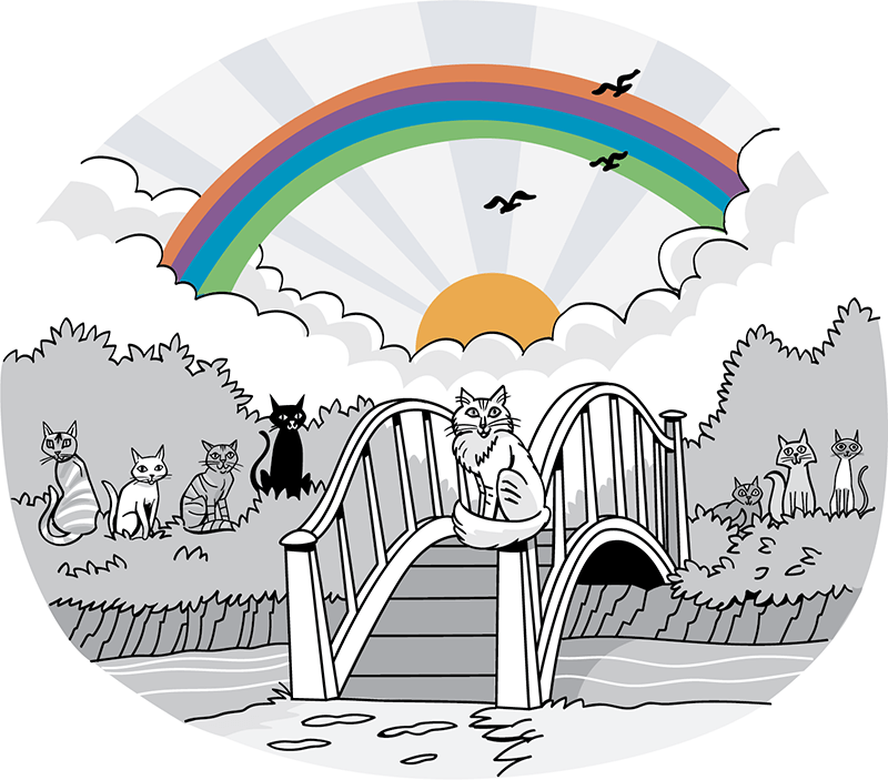 Cats crossing rainbow bridge.